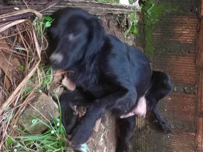 Cachorro ra a Lavrado com vira lata idade 2 anos nome Estrela