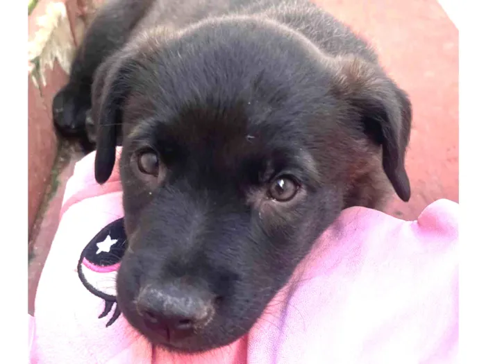 Cachorro raça SRD-ViraLata idade Abaixo de 2 meses nome Luna