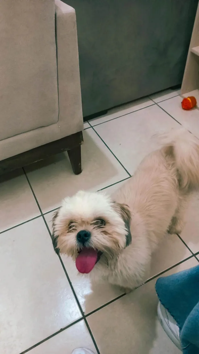 Cachorro ra a Shitzu idade 1 ano nome Miguel