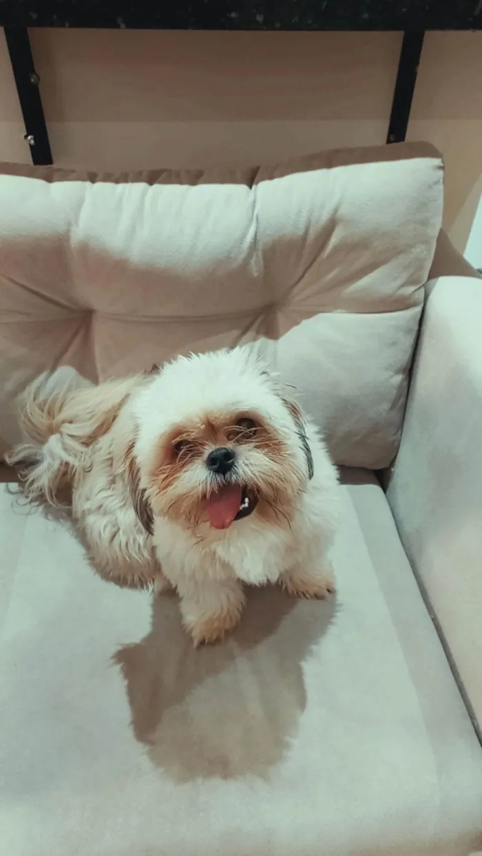 Cachorro ra a Shitzu idade 1 ano nome Miguel