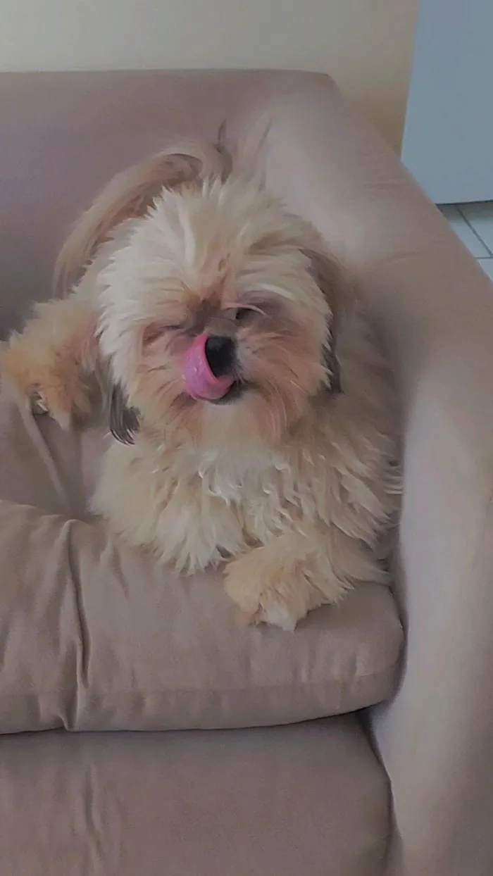 Cachorro ra a Shitzu idade 1 ano nome Miguel