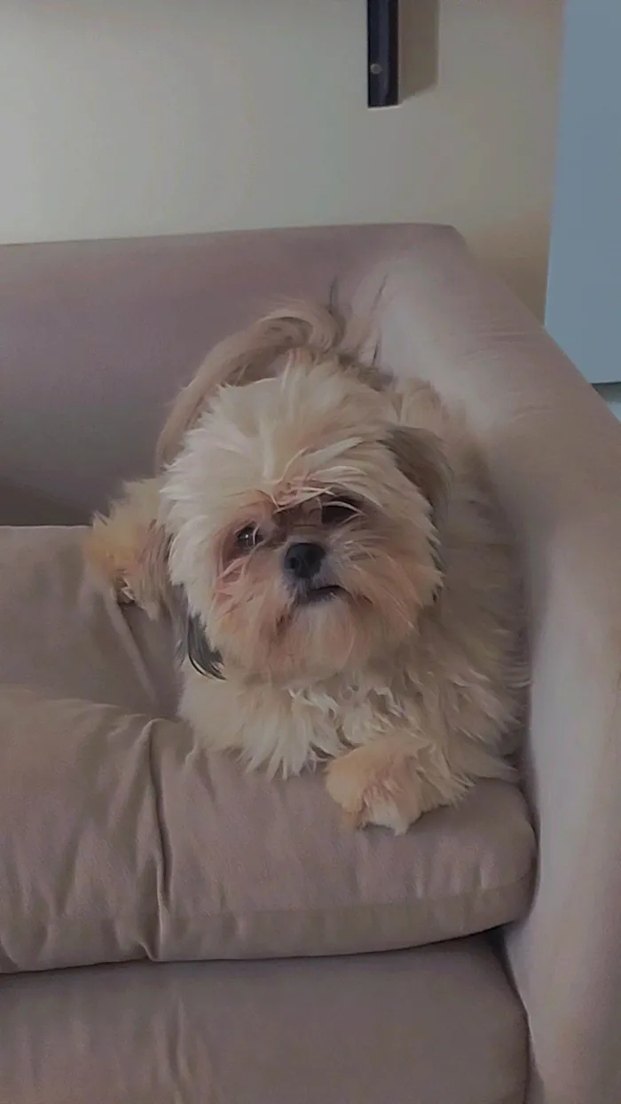 Cachorro ra a Shitzu idade 1 ano nome Miguel