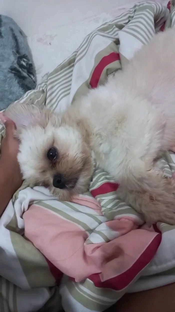 Cachorro ra a Shitzu idade 1 ano nome Miguel