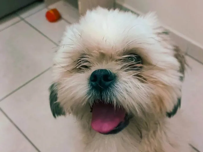 Cachorro ra a Shitzu idade 1 ano nome Miguel