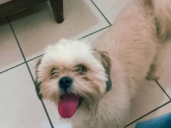 Cachorro ra a Shitzu idade 1 ano nome Miguel