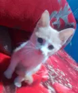 BEBEÍNHO