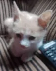 BEBEÍNHO