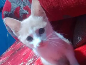 Gato raça SRD-ViraLata idade Abaixo de 2 meses nome BEBEÍNHO