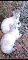 Chia e Aurora