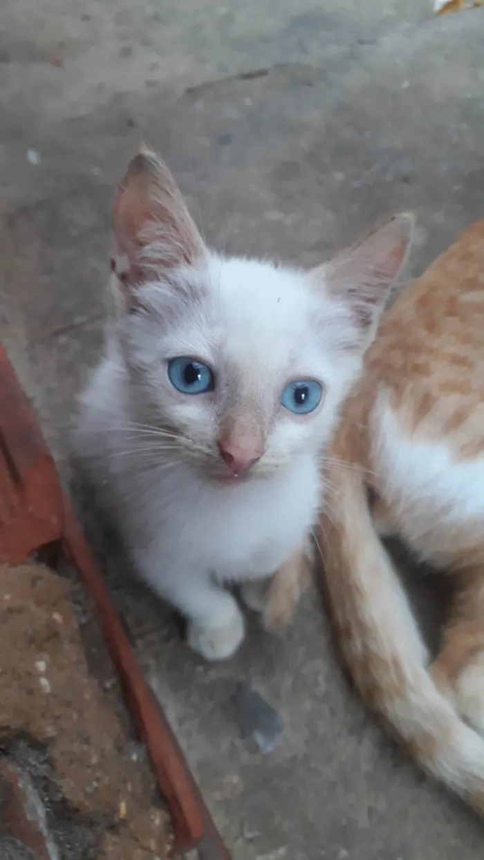 Gato ra a  idade 2 a 6 meses nome Everest