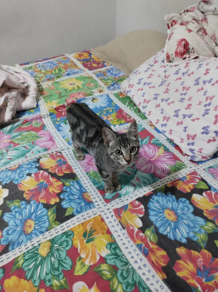 Gato ra a  idade 2 anos nome Mel