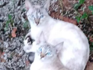 Gato raça  idade 2 a 6 meses nome Chia e Aurora