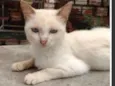 Bolinho