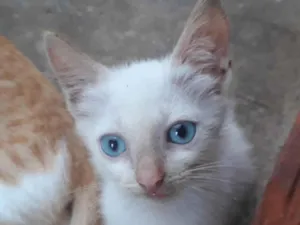 Gato raça  idade 2 a 6 meses nome Everest