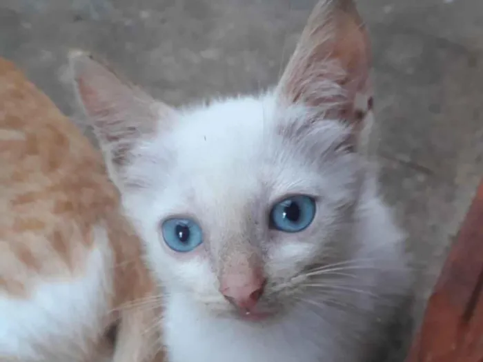 Gato ra a  idade 2 a 6 meses nome Everest