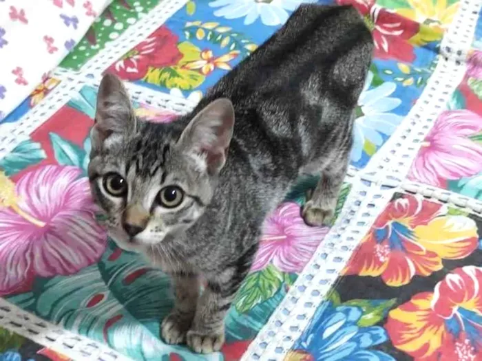 Gato ra a  idade 2 anos nome Mel