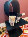 Gabriel e Bibiana