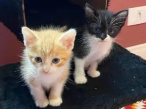 Gato raça Srd idade Abaixo de 2 meses nome Gabriel e Bibiana 