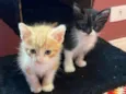 Gabriel e Bibiana