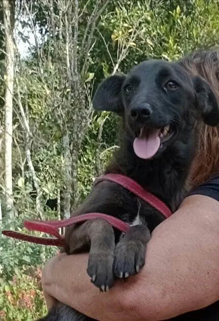 Cachorro raça  idade 7 a 11 meses nome Lolly