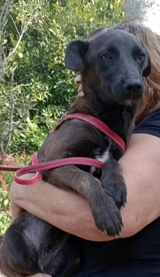 Cachorro raça  idade 7 a 11 meses nome Lolly