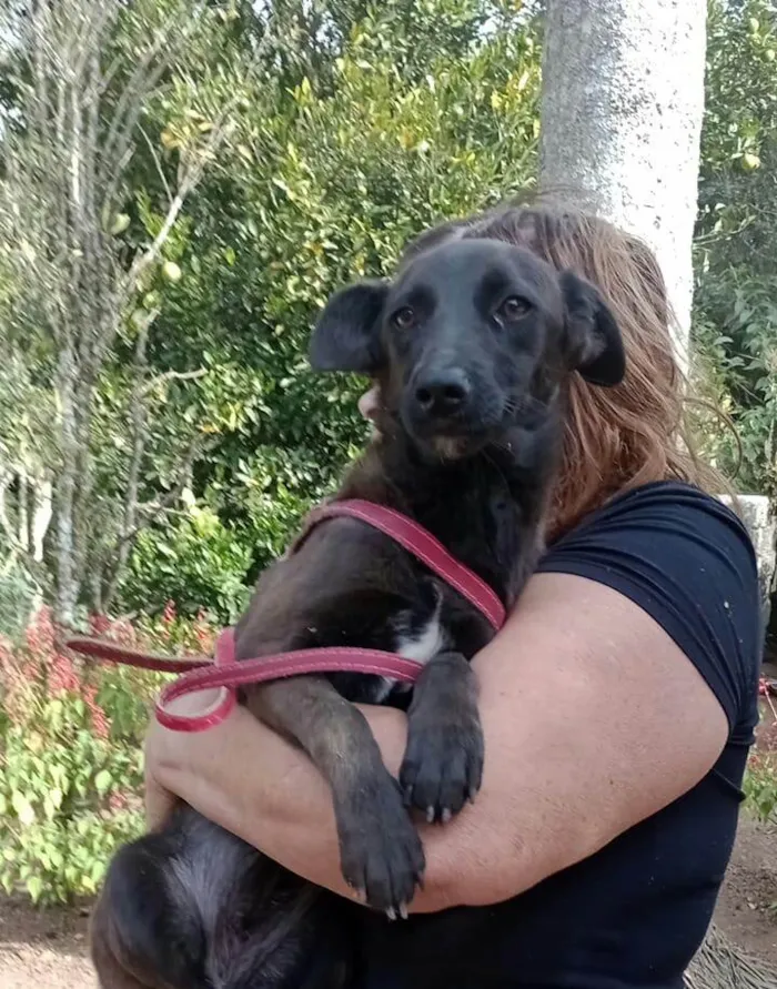 Cachorro raça  idade 7 a 11 meses nome Lolly