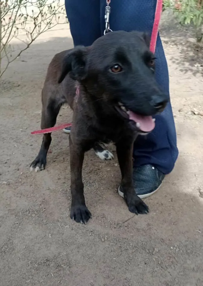 Cachorro raça  idade 7 a 11 meses nome Lolly