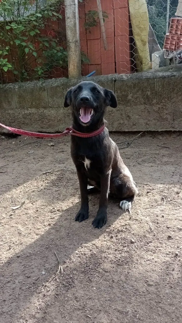 Cachorro raça  idade 7 a 11 meses nome Lolly