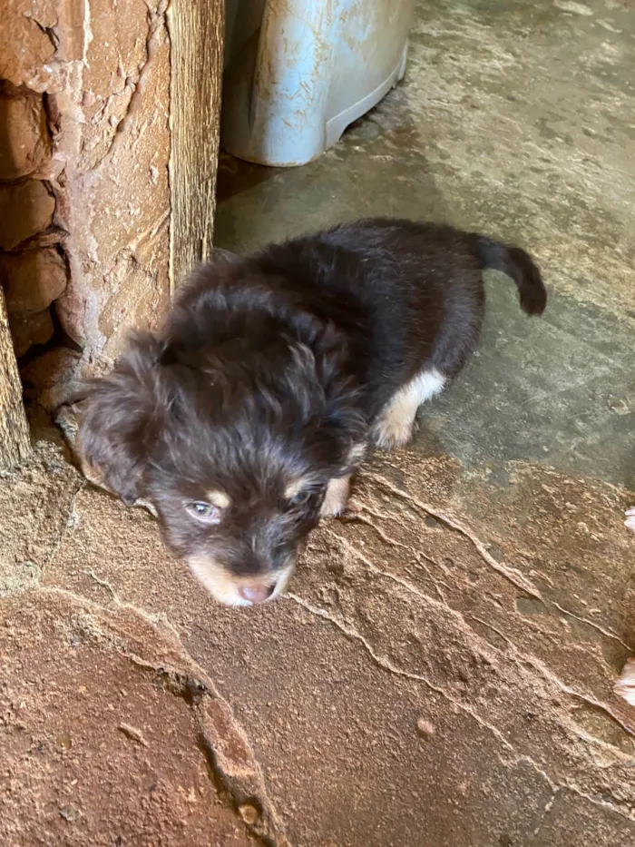 Cachorro ra a  idade 2 a 6 meses nome Mel