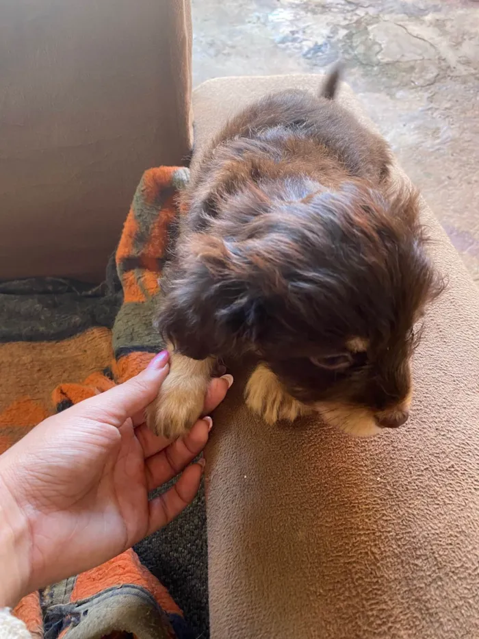Cachorro ra a  idade 2 a 6 meses nome Mel