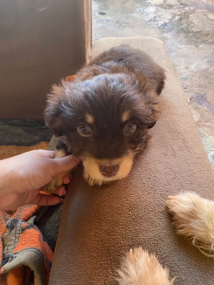 Cachorro ra a  idade 2 a 6 meses nome Mel