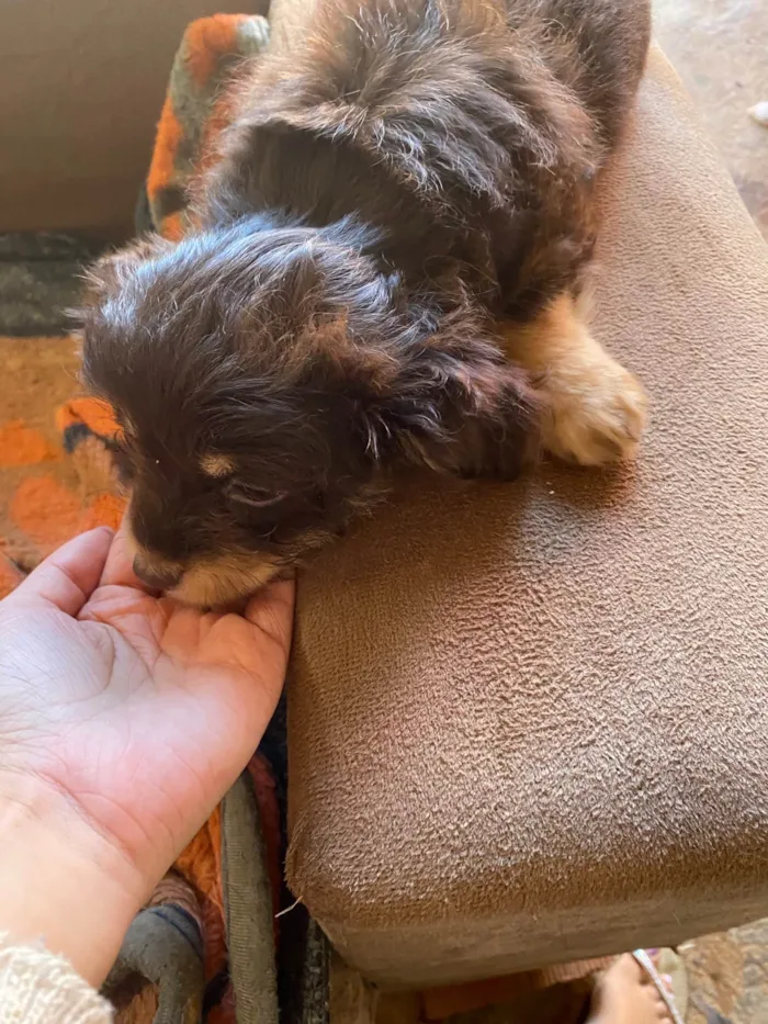 Cachorro ra a  idade 2 a 6 meses nome Mel