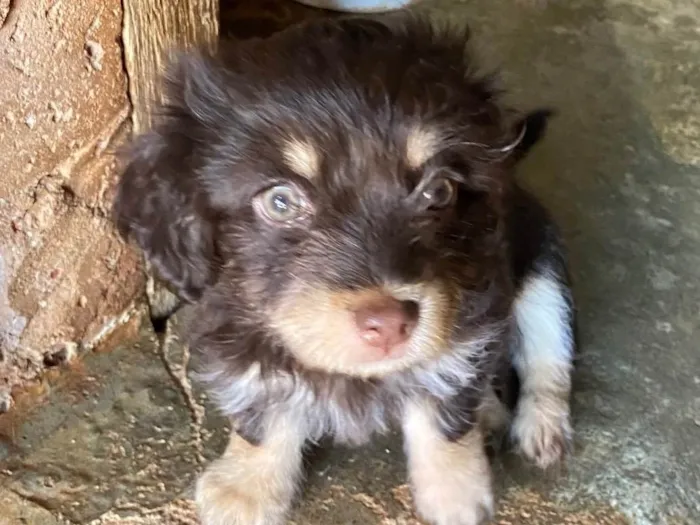 Cachorro ra a  idade 2 a 6 meses nome Mel