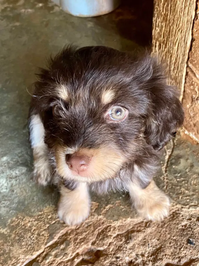Cachorro ra a  idade 2 a 6 meses nome Mel