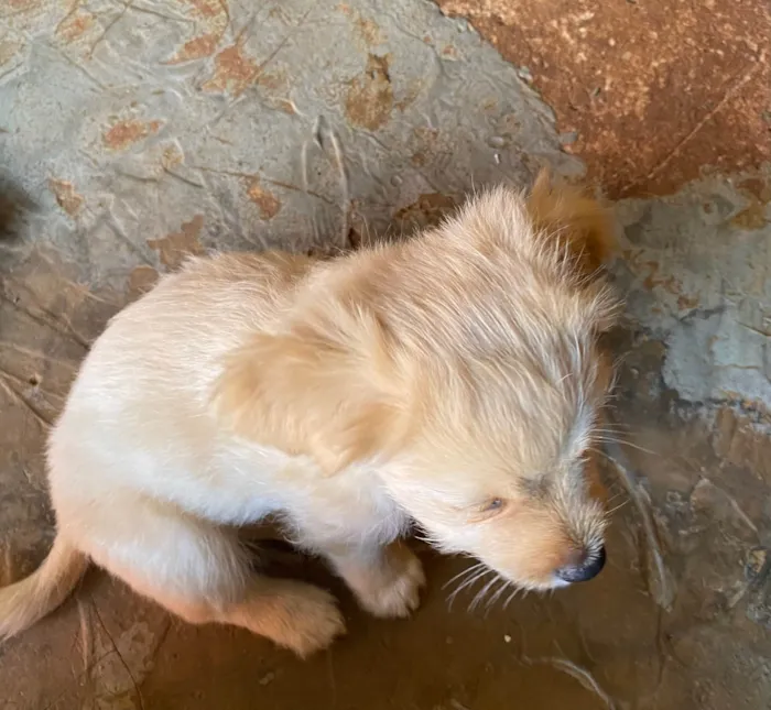 Cachorro ra a  idade 2 a 6 meses nome Bob