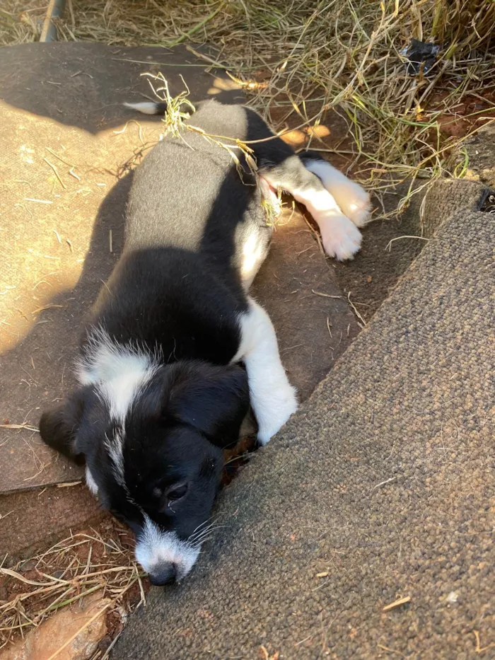 Cachorro ra a  idade 2 a 6 meses nome Meg