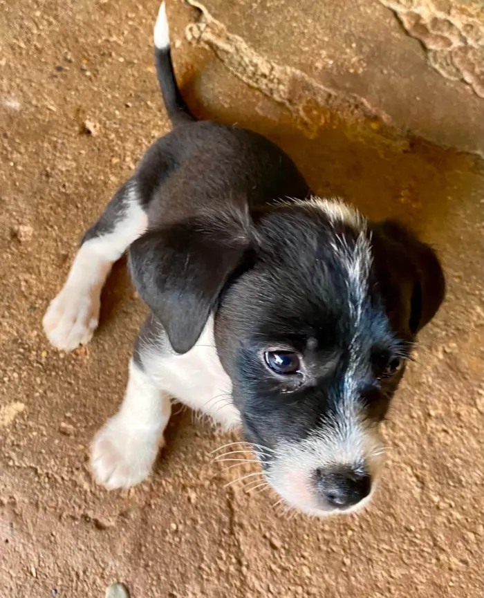 Cachorro ra a  idade 2 a 6 meses nome Meg