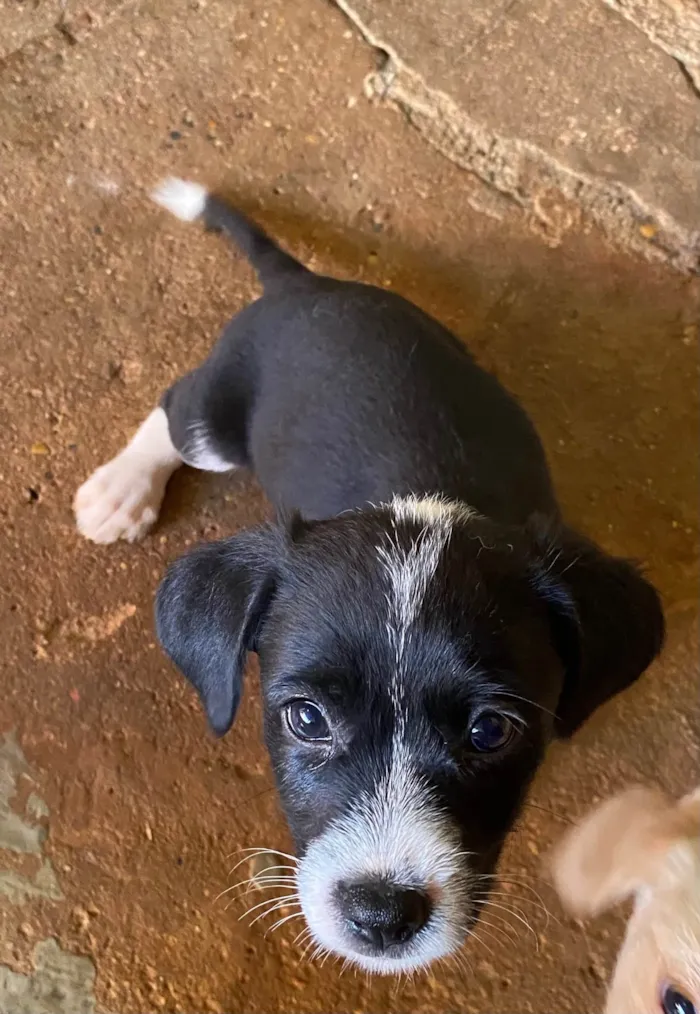 Cachorro ra a  idade 2 a 6 meses nome Meg