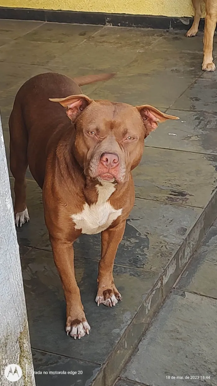 Cachorro ra a Pit-Bull idade 1 ano nome Flor