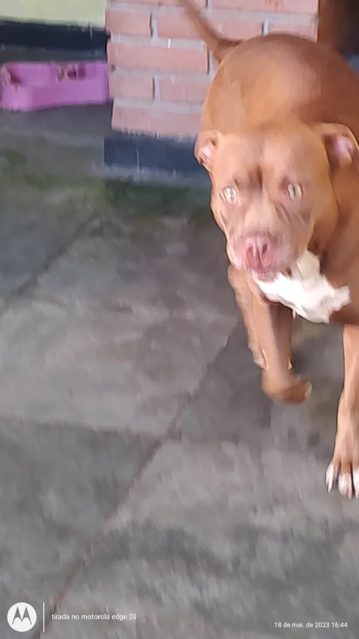 Cachorro ra a Pit-Bull idade 1 ano nome Flor