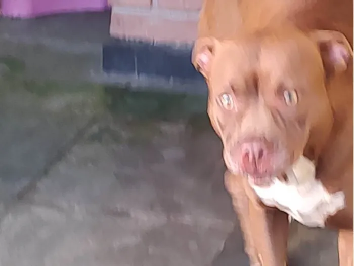 Cachorro ra a Pit-Bull idade 1 ano nome Flor