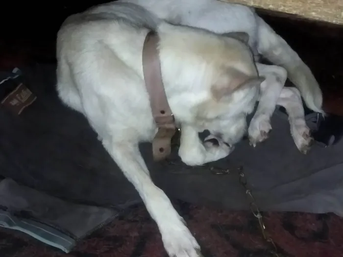 Cachorro raça Não sei a raça dela idade 6 ou mais anos nome Lupy