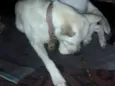 Lupy