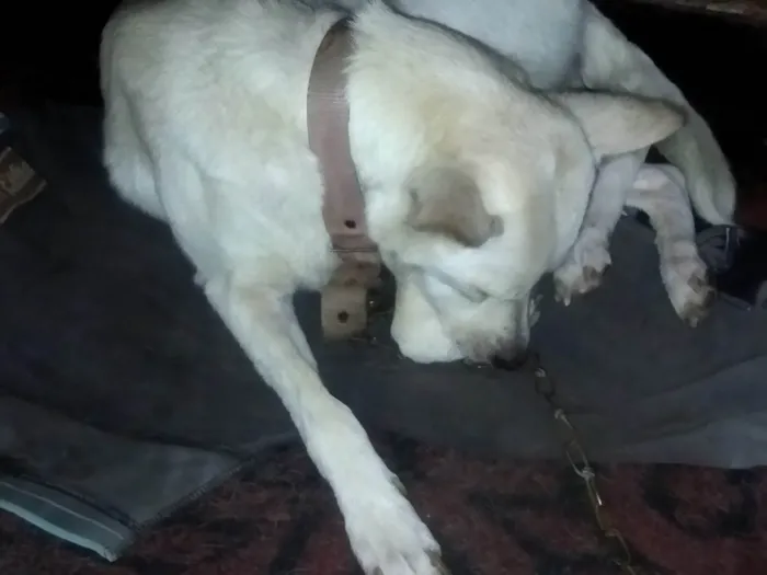Cachorro raça Não sei a raça dela idade 6 ou mais anos nome Lupy