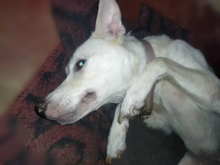 Cachorro raça Não sei a raça dela idade 6 ou mais anos nome Lupy