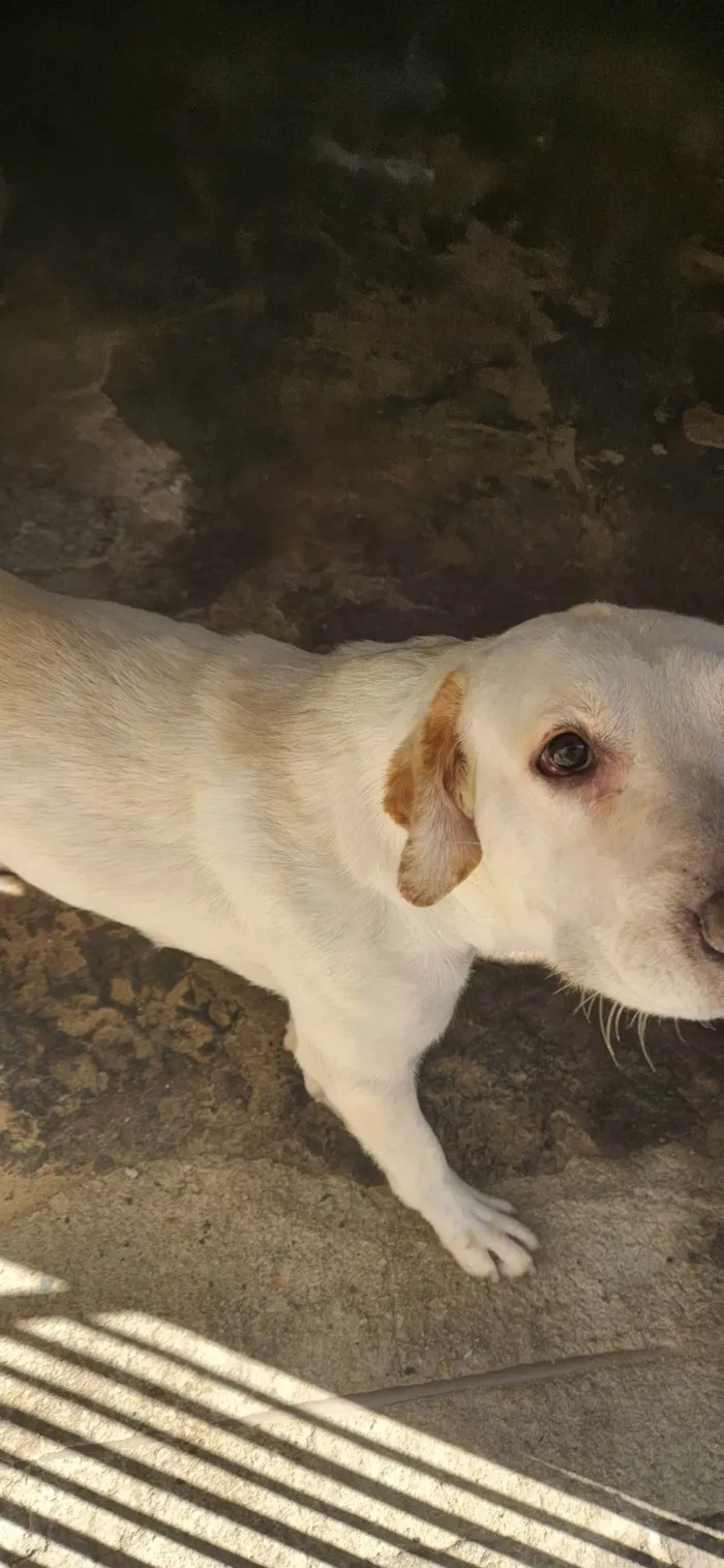Cachorro ra a Não sei  idade 1 ano nome Luna