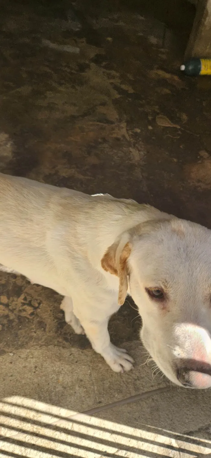 Cachorro ra a Não sei  idade 1 ano nome Luna
