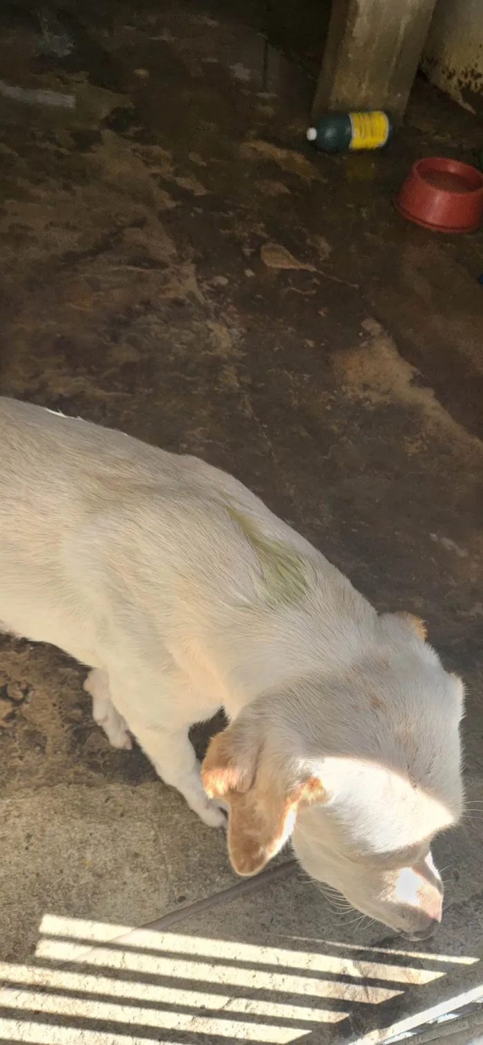 Cachorro ra a Não sei  idade 1 ano nome Luna