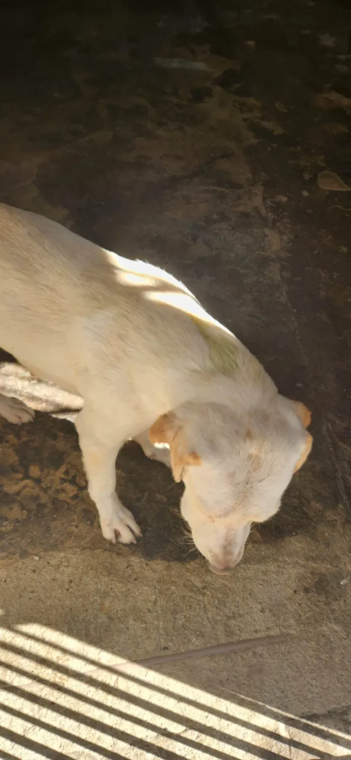 Cachorro ra a Não sei  idade 1 ano nome Luna
