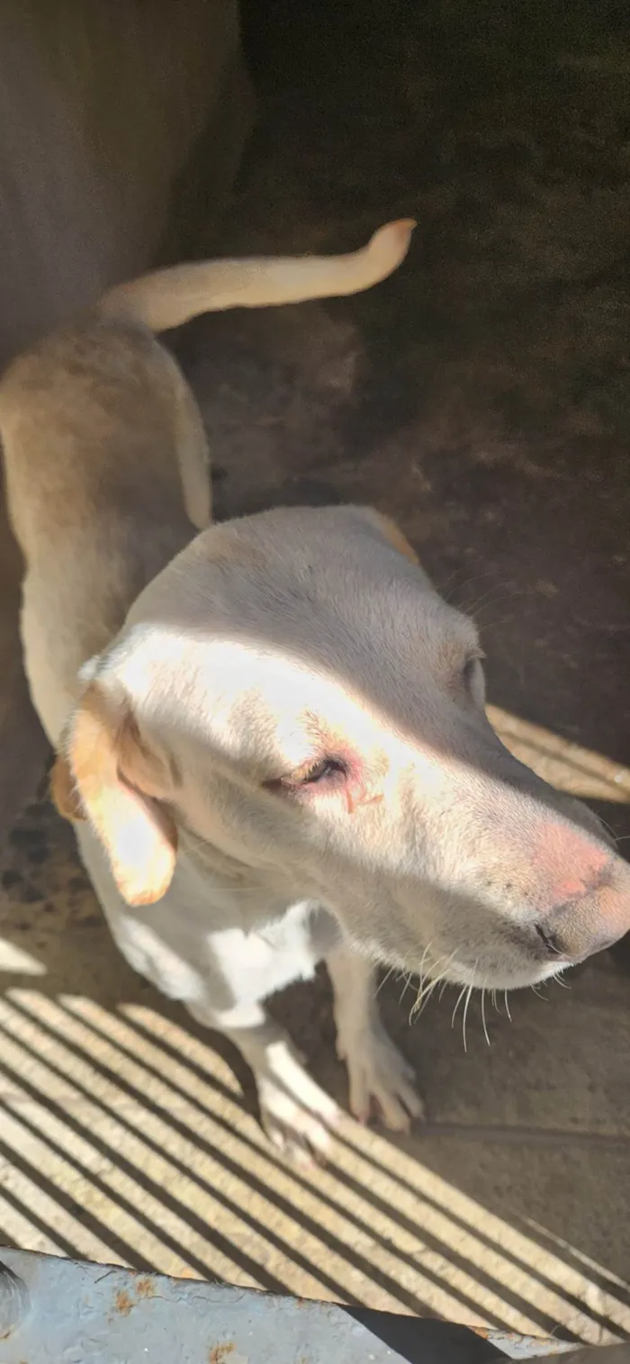 Cachorro ra a Não sei  idade 1 ano nome Luna